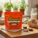 Шоколадные конфеты Reese's Marshmallow Peanut Butter Cups 265г 11150 фото 4