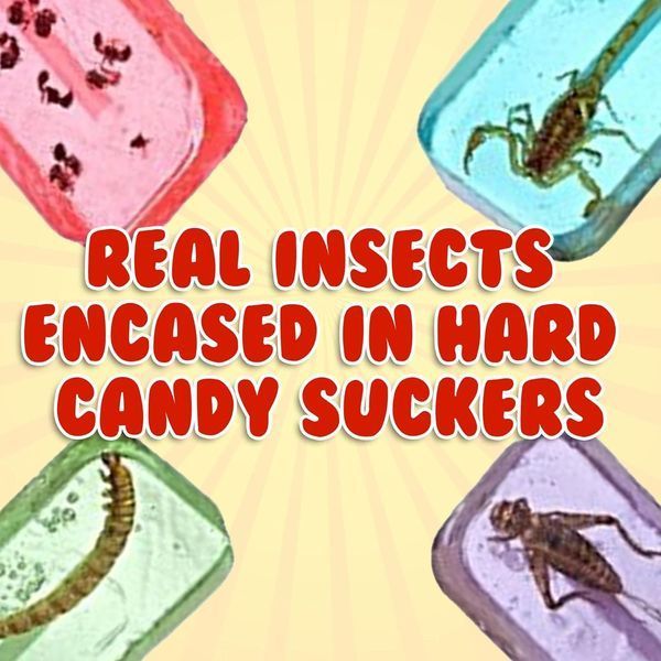 Леденец с насекомым Hotlix Assorted Cricket Sucker 1шт, 28г 9429 фото