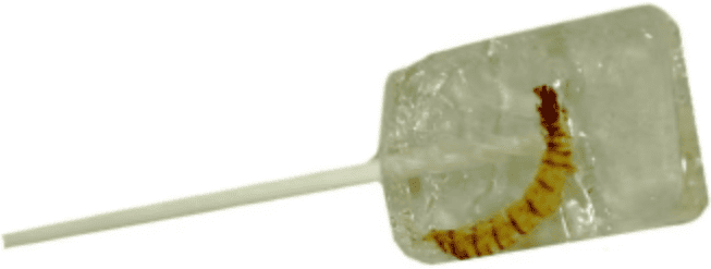 Леденец с насекомым Hotlix Tequila Flavored Lollipop with Real Worm Sugar-Free 28г 9430 фото