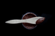 Шоколадна паста Maltesers Teasers Chocolate Spread 200г 9557 фото 7